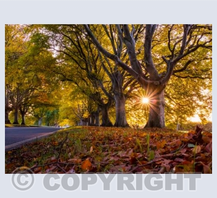 Kingston Lacy Beech Avenue Sunrise