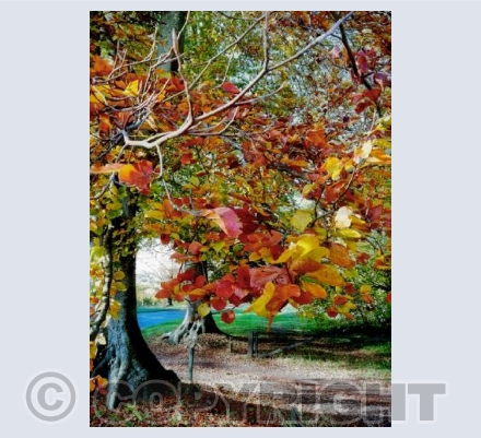 Autumn Colours, Beech Avenue, Near Kingston Lacy, Dorset