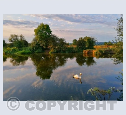 Swan on the Stour at Eye Bridge