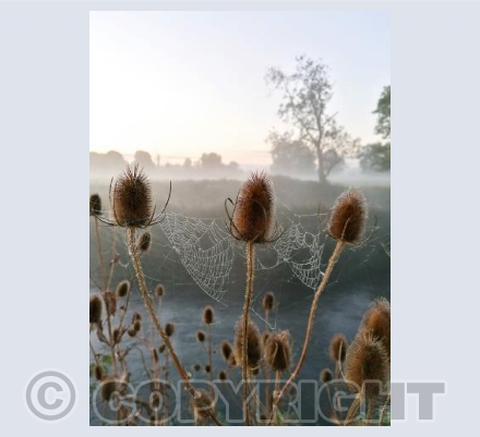 Stour Misty Sunrise with cobweb #3