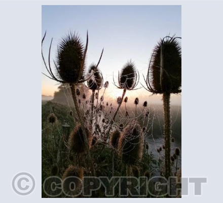 Stour Misty Sunrise with cobweb #4