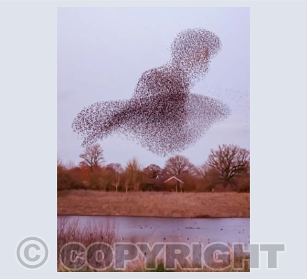 Starling Murmuration, Ibsley, Hampshire