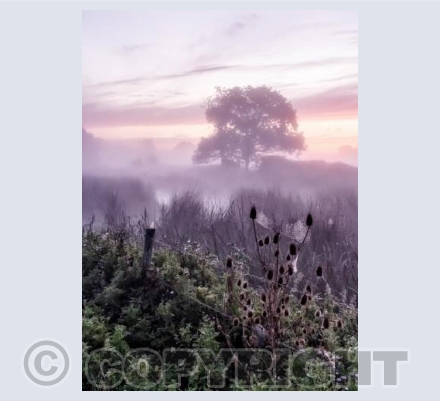 Stour Misty Sunrise with cobwebs #5