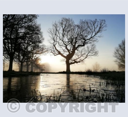 Pamphill Tree Reflections #1