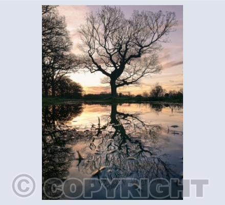 Pamphill Tree Reflections #2