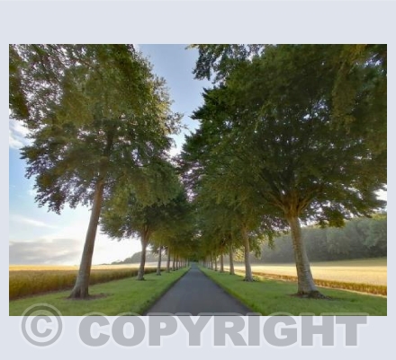 Moor Crichel Tree Avenue #1