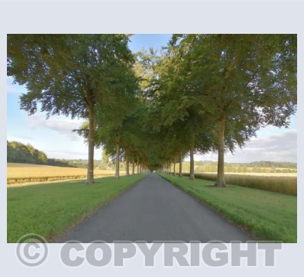 Moor Crichel Tree Avenue #2