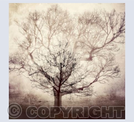 Tree within a tree, Pamphill, Dorset