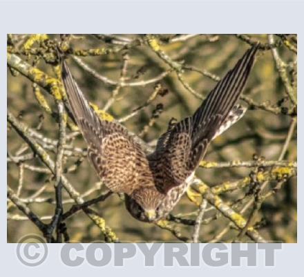 The Hobby