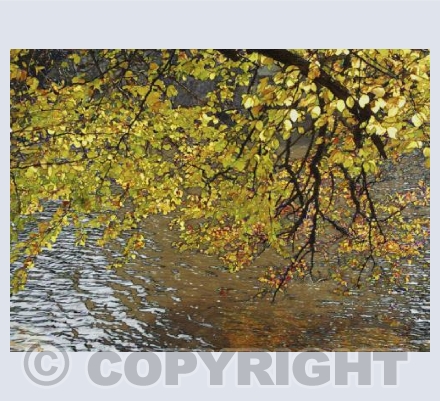 Golden Leaves