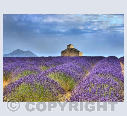 Lavender House