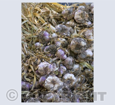 Stinky Garlic