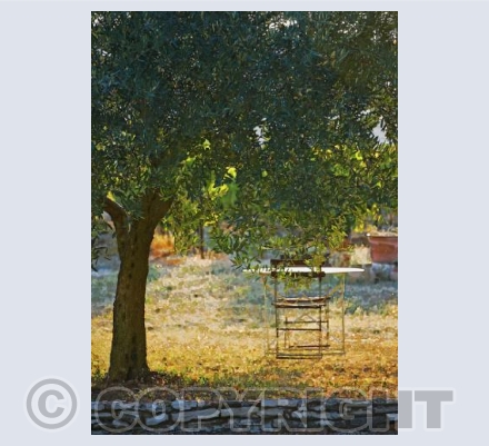 Olive Tree & Table