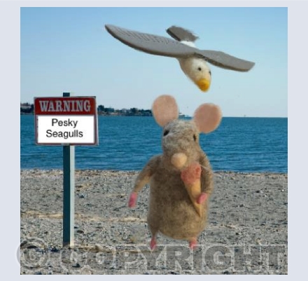 Pesky Seagulls 