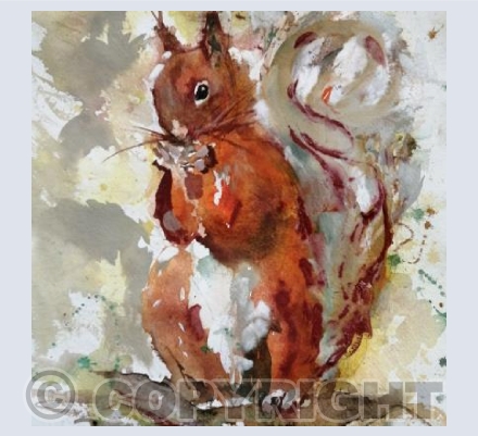 Red Squirrel