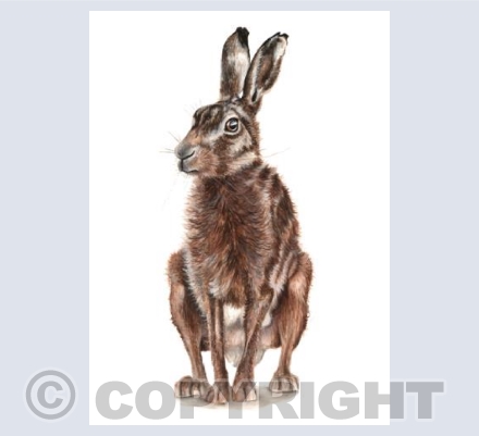 The Hare