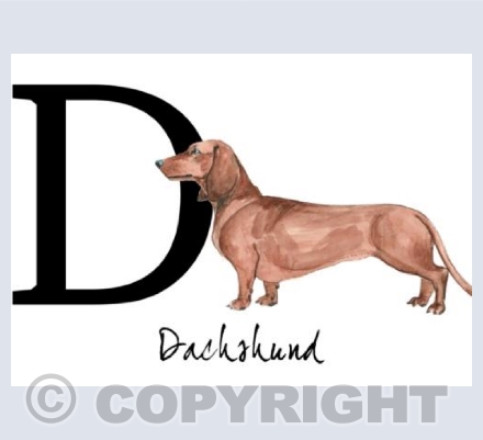 D for Dachshunds 