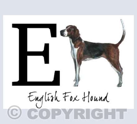 E for English Fox Hound