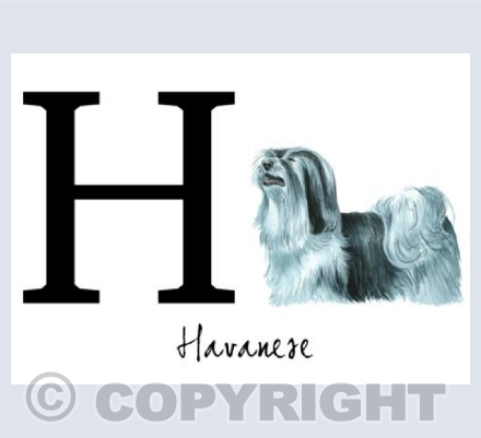 H for Havanese