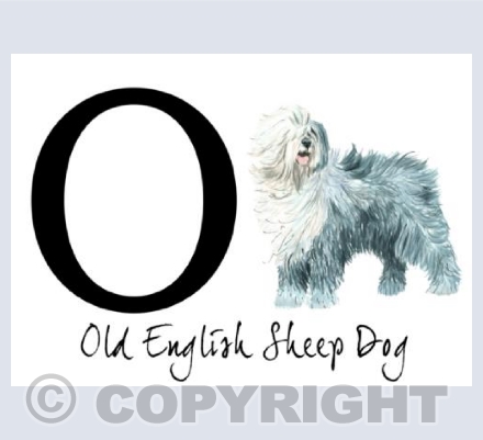 O for Old English Sheep Dog