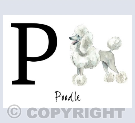 P for Poodle