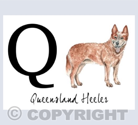 Q for Queensland Heeler