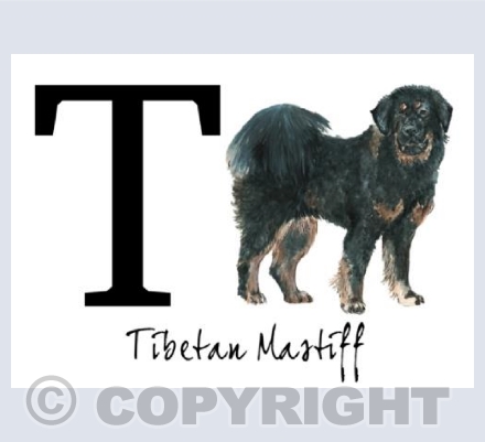 T for Tibetan Mastiff