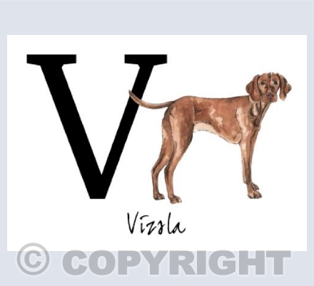 V for Vizsla