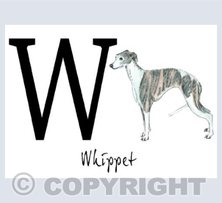 W for Whippet