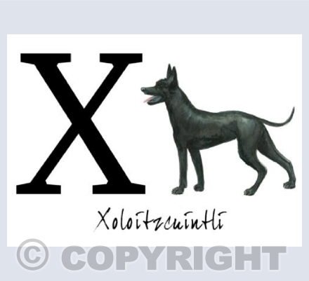 X for Xoloitzcuintli