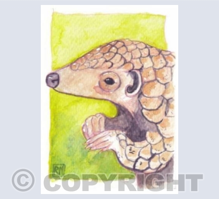 Pangolin 