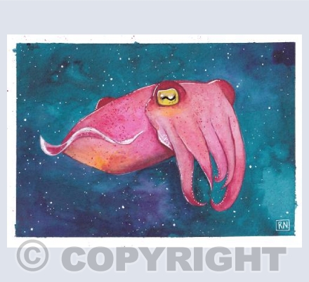 Cute Cuttlefish