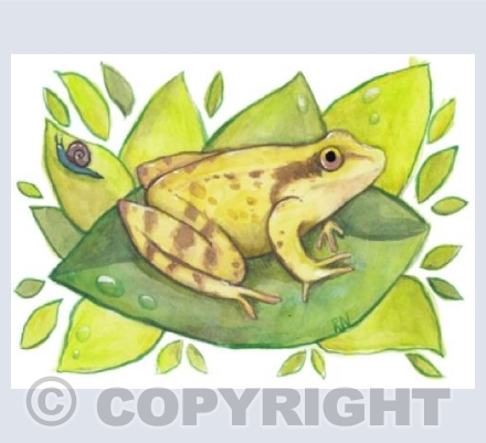 Common Frog