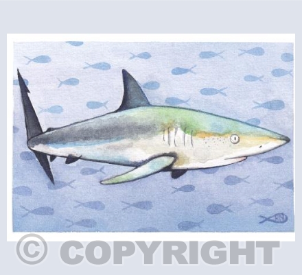 Silky Shark
