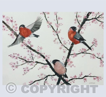 The Bullfinches and Blossom