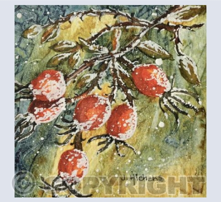 Winter Rosehips