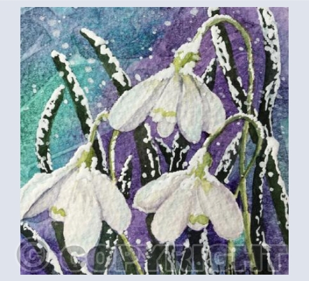Snowdrops in Purple