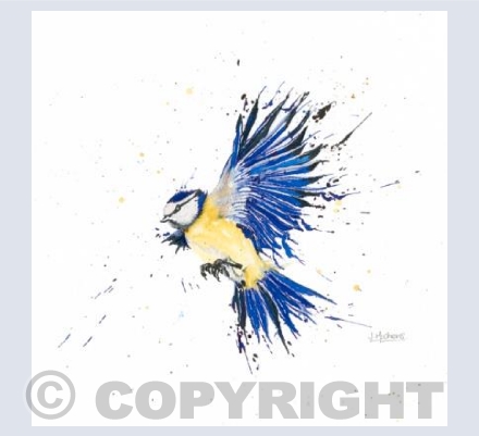 Blue Tit in Flight