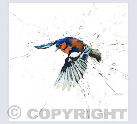 Chaffinch in Flight