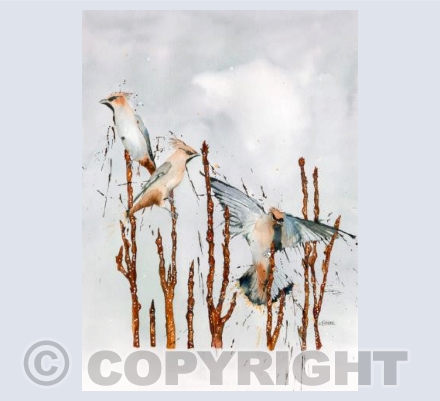Winter Visitors