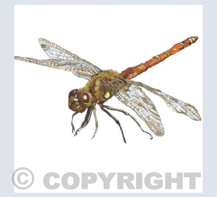 Hovering. ( The Ruddy Darter)