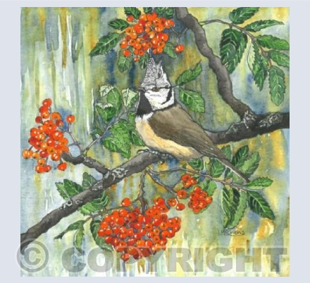 Crested Tit in the Rowan Tree