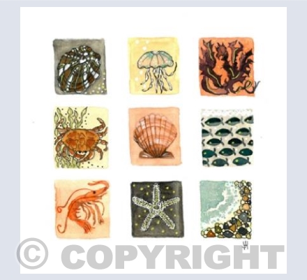 Impressions of Rockpools