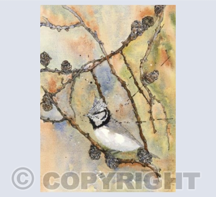 The Crested Tit