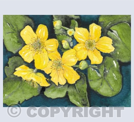 Kingcups
