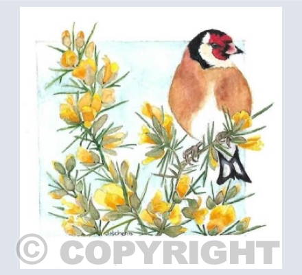 A Goldfinch on Gorse