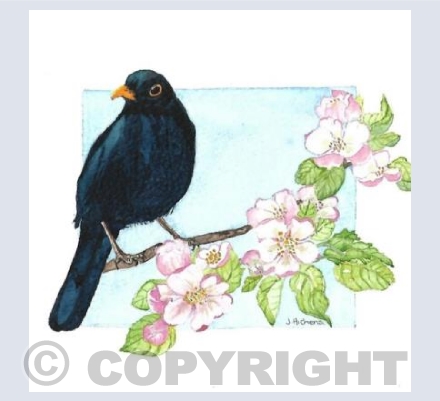 The Blackbird and Apple Blossom