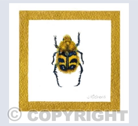 The Bee Beetle