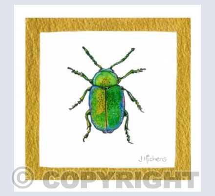 Gastrophysa