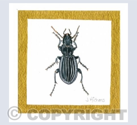 The Common Black Ground Beetle